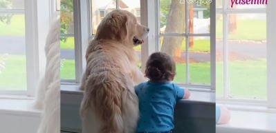 Camdan bakan bebek ile k&ouml;peğin dostluğu duygulandırdı