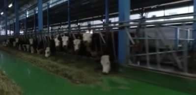 Devlet desteğiyle kurulan &ccedil;iftlikte g&uuml;nl&uuml;k 1500 litre s&uuml;t &uuml;retiliyor