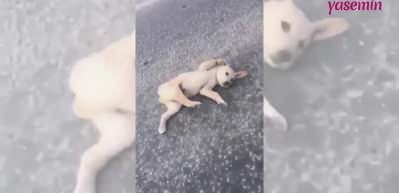 Yolda yatan yavru k&ouml;peğe yardım etti! Anne k&ouml;peğin feryadı...