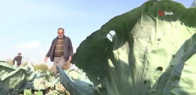 &Uuml;rettiği 50 kilogramlık lahanaları Ukrayna ve Bel&ccedil;ika'dan alıcı buluyor