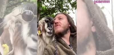 Karadenizli adamın ke&ccedil;iyle sakız &ccedil;iğnediği anlar sosyal medyaya damga vurdu