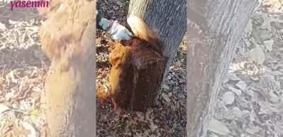 Kesilen ağacın i&ccedil;inden akan su şoke etti!