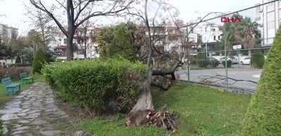 Şiddetli r&uuml;zgar ağa&ccedil;ları tek tek devirdi