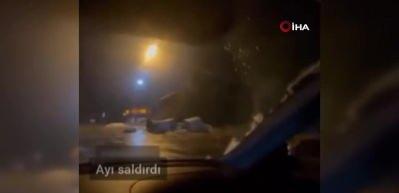 Bursa’da selam verdikleri ayı otomobile saldırdı, o anlar kameraya yansıdı