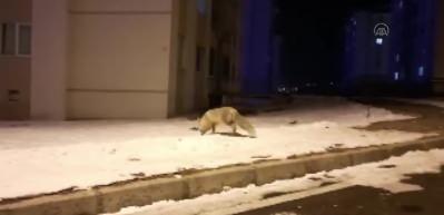 Soğuk hava en &ccedil;ok onları vurdu! A&ccedil; kaldılar ve...