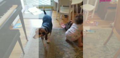 Sosyal medya bu videoyu konuşuyor! Piyano &ccedil;alan k&ouml;pek ve dans eden minik kızın performansı b&uuml;y&uuml;ledi