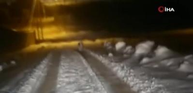 Hakkari’de şehre inen aç kurt korkuya sebep oldu
