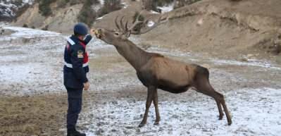 Y&uuml;rekleri ısıtan g&ouml;r&uuml;nt&uuml;! Alageyik s&uuml;r&uuml;s&uuml;n&uuml; elleriyle besliyor