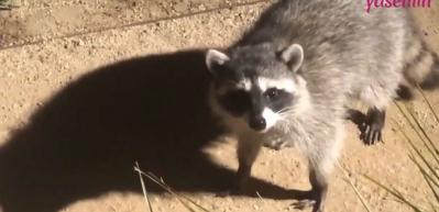 Bah&ccedil;eye giren rakunlar su&ccedil;&uuml;st&uuml; yakalanırsa...