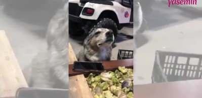 K&ouml;peğin m&uuml;zik dinlerken kendinden ge&ccedil;tiği anlar 