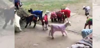 Kuzuların pijama partisine kedi dahil olursa...