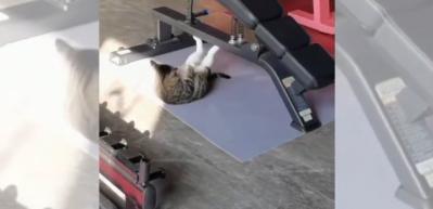 Spor salonunda spor yapan kedi izleyenleri g&uuml;ld&uuml;rd&uuml;