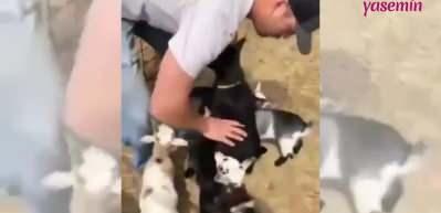 Sarılmak i&ccedil;in sıra bekleyen oğlaklar duygulandırdı