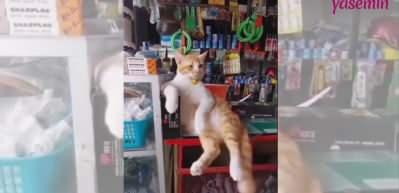 Nalbur tezgahında oturan kedinin rahat tavırları g&uuml;ld&uuml;rd&uuml;