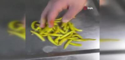 &Ccedil;&ouml;pe d&ouml;k&uuml;len biberleri toplayıp tekrar m&uuml;şteriye sundular