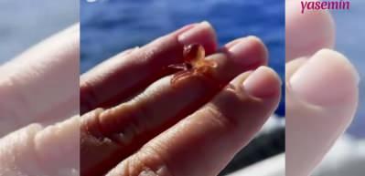 D&uuml;nyaya yeni gelmiş bir bebek ahtapot