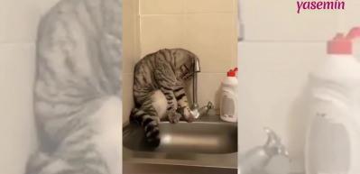 Kedinin efkarlı duruşu izleyenleri g&uuml;ld&uuml;rd&uuml;