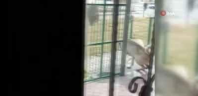 K&ouml;pek ter&ouml;r&uuml; devam ediyor! K&ouml;pek saldırısından ka&ccedil;an &ccedil;ocuğun korku dolu anları kameralara yansıdı 