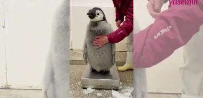 Tartılmak istemeyen penguenin direnişi