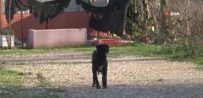 Yasaklı k&ouml;pek ırkı i&ccedil;in son g&uuml;n! Rekor kırıldı