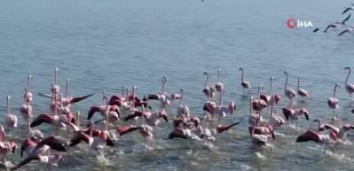 Flamingoların kış dansı büyüledi