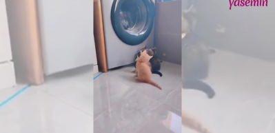 Kedilerin merakla &ccedil;amaşır makinesini izlediği anlar g&uuml;ld&uuml;rd&uuml;