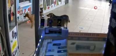 Başıboş k&ouml;pekler hem esnafa hem vatandaşa saldırmaya başladı