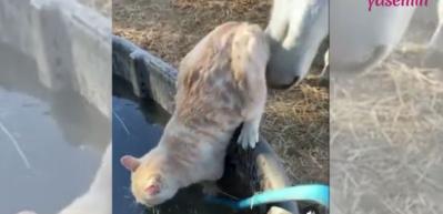 Eşek değil at şakası! Kediyi suya attı