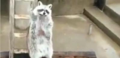 Hayvanlar aleminin en saygılı rakunu