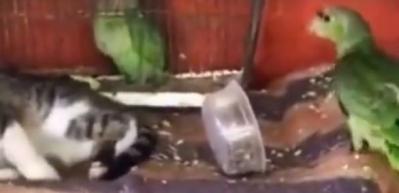 Papağanın burnundan getiren kedi!