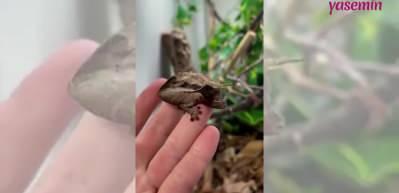 Yaprak kuyruklu kertenkele g&ouml;renleri şaşkına uğrattı!