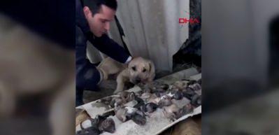 Y&uuml;rek yakan g&ouml;r&uuml;nt&uuml;! Anne k&ouml;pek &ouml;len yavrularını bırakmak istemedi