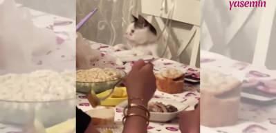 Ailesi ile masada yemek yiyen Down Sendromlu kedi