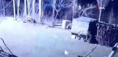 Iğdır&rsquo;da k&ouml;ye inen 6 a&ccedil; kurt, k&ouml;peği par&ccedil;aladı