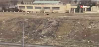 Başkentteki başıboş k&ouml;pek s&uuml;r&uuml;s&uuml; 11 yaşındaki &ccedil;ocuğa saldırdı