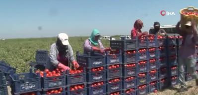 Canan Karatay: Mevsiminde t&uuml;ketilmeyen domates kansere yol a&ccedil;abilir