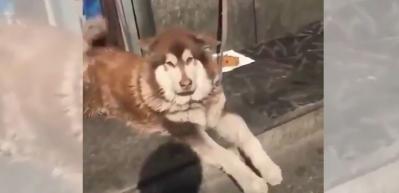 Kendi kendine eğlenen k&ouml;peğin sevimli halleri