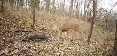 Ormanlık alanlarda yabani hayvanlar i&ccedil;in &ouml;rnek davranış!