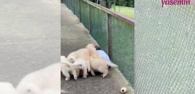 K&uuml;&ccedil;&uuml;k &ccedil;ocuğun yavru k&ouml;peklerle olan bağı g&uuml;l&uuml;msetti