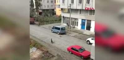 Sokak k&ouml;peklerinin saldırdığı &ccedil;ocuk kepenge tırmanarak  kurtuldu