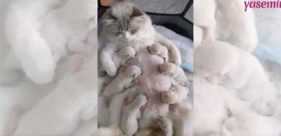 Yedi yavrusunu birden besleyen bir anne kedi