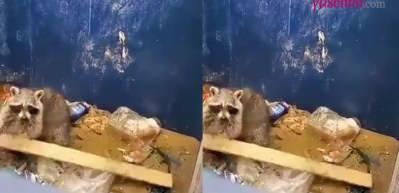 &Ccedil;&ouml;p kovasının i&ccedil;ine d&uuml;şen rakunun hareketi herkese ders niteliğinde!