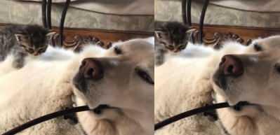 Kedi yavrusunun bakın uyku i&ccedil;in nereyi se&ccedil;ti!