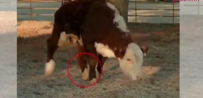 Bu video mutluluk sa&ccedil;ıyor! Ayağı topallayan ineği...