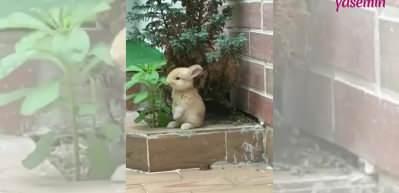 Tavşanın kibarca beslendiği anlar g&uuml;l&uuml;msetti