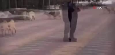 Toplu halde sokağa bıraktığı k&ouml;pekler k&uuml;&ccedil;&uuml;k Yusuf'a saldırdı