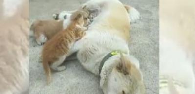 Yavrularıyla birlikte kedi yavrusunu da besleyen anne k&ouml;pek duygulandırdı