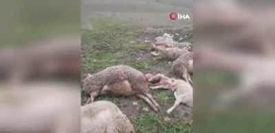 A&ccedil; kalan kurtlar, 11 hayvanı telef etti