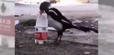 Kargaların bu kadar zeki olduklarını biliyor muydunuz?