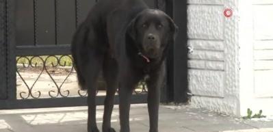 Mahra&rsquo;nın &ouml;l&uuml;m&uuml;ne sebep olan k&ouml;pekler mahallede korku salmaya devam ediyor